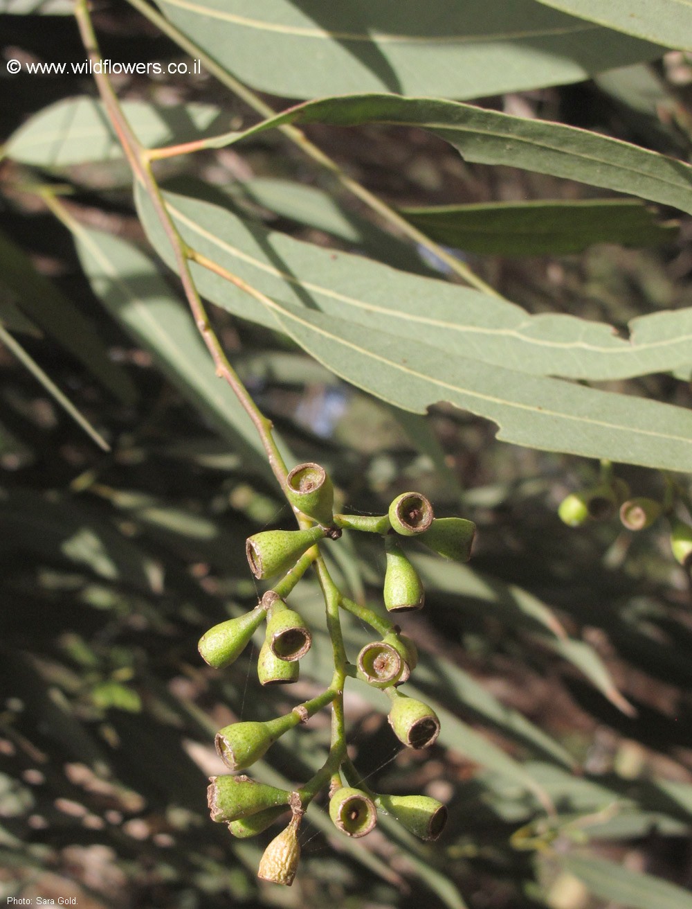 Eucalyptus fasciculosa